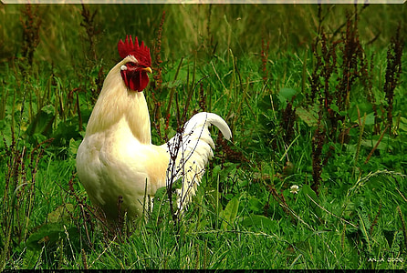 white rooster on green plants at daytime