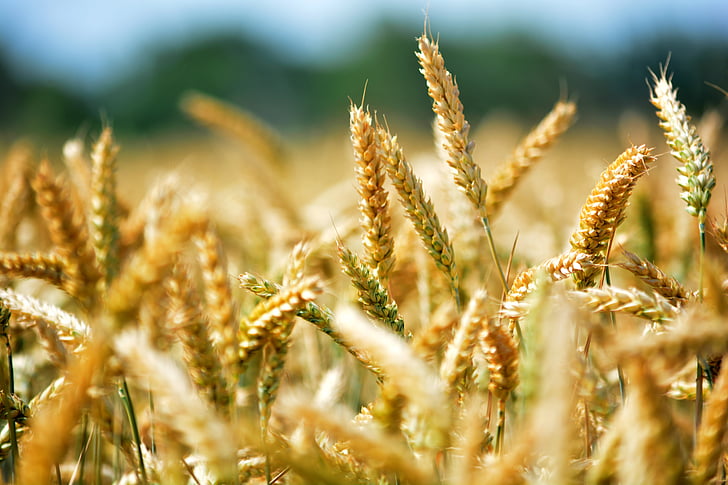 selective focus of wheat photography during daytime