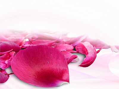red and pink rose petals in close up photography