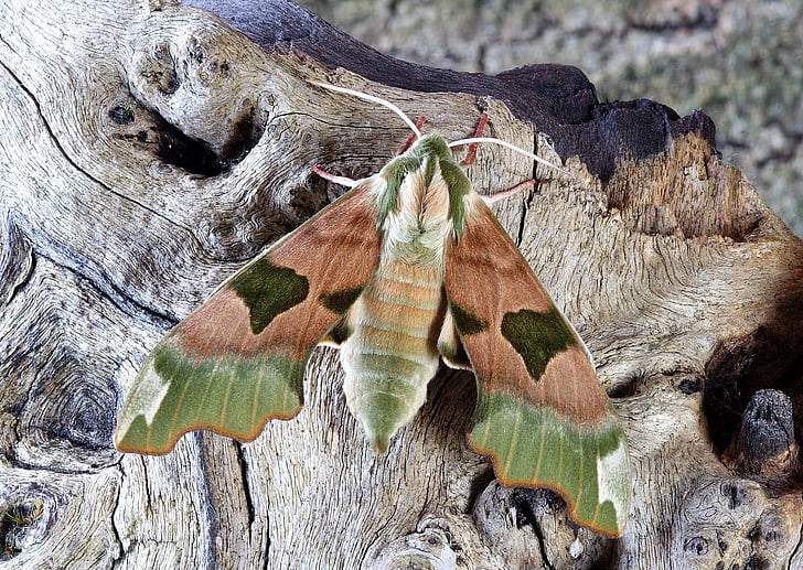 shallow focus photography of pandora hawk moth