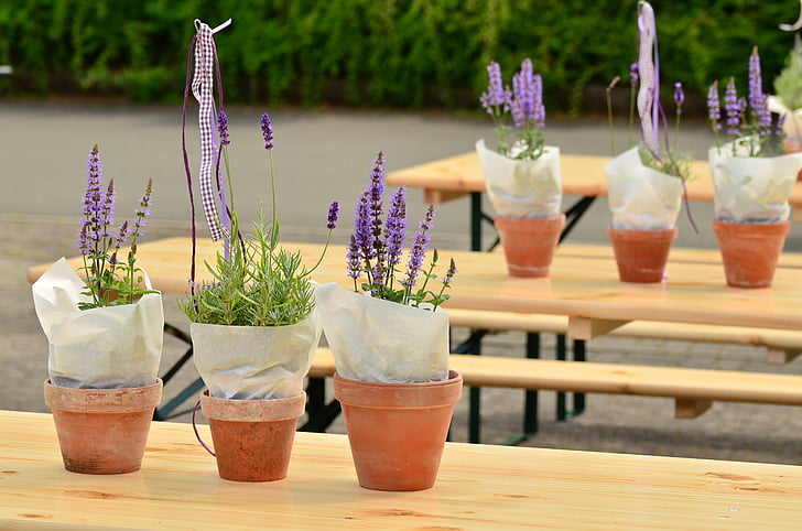 several purple plants on wooden tables