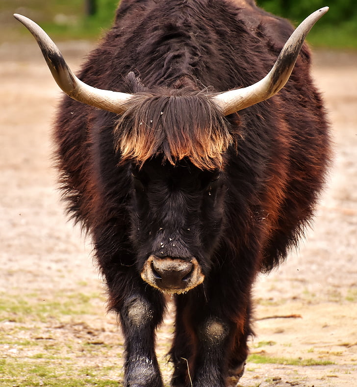 selective focus photograph of ox