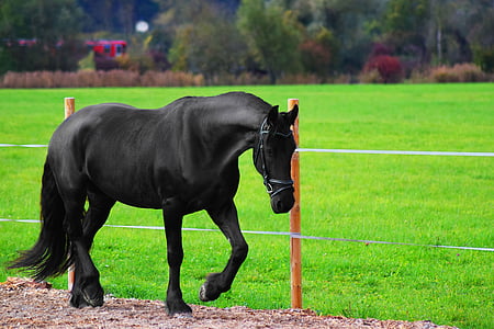 black horse running near the fence