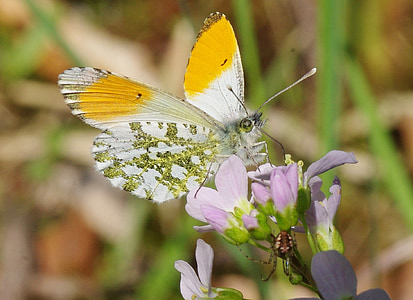 macro white, yellow, and brown butterfly