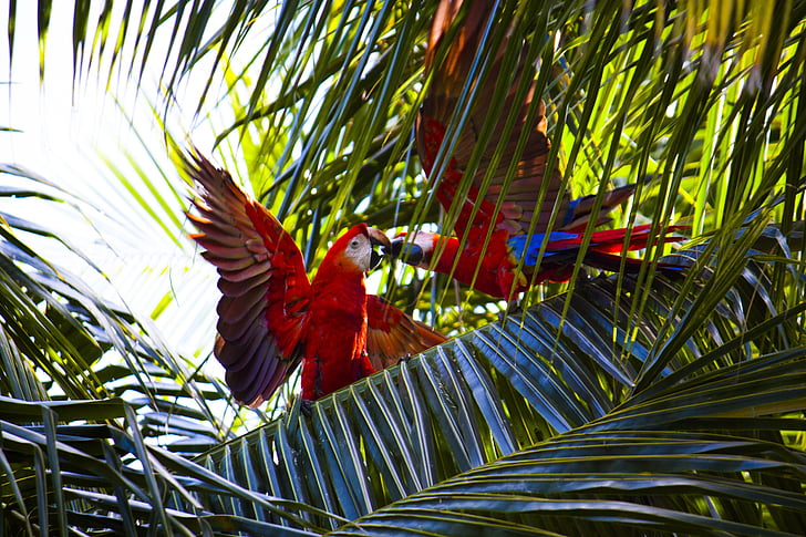two scarlet macaws perched on coconut tree