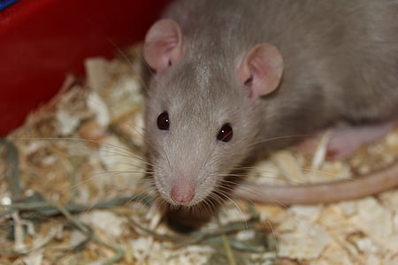 gray mouse with red eyes and pink nose