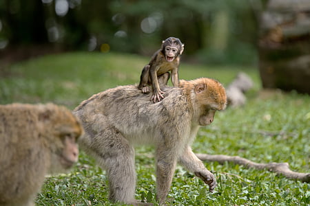 baby primate riding on back of mother primate