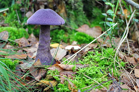 purple mushroom on green leaf plant at day time