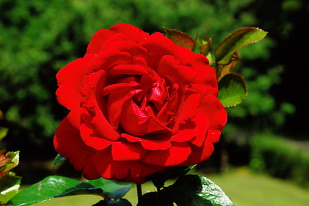 selective focus of red rose outdoor