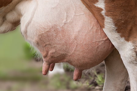 closeup of cow breast