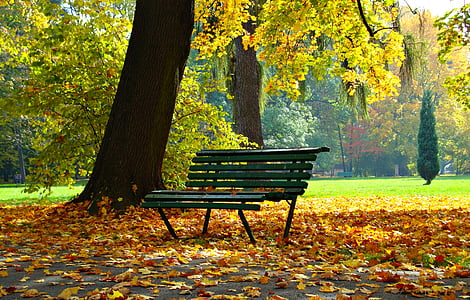 green wooden bench surrounded by dry leaves near brown tree