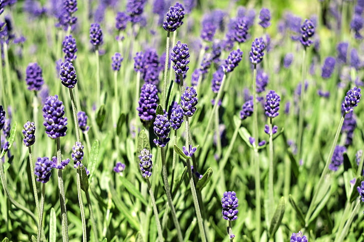 photo of lavender