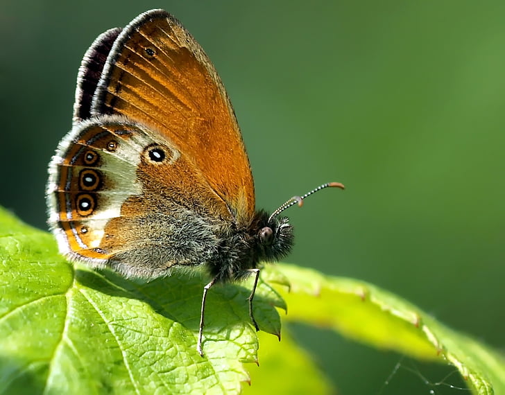 selective macro photography of brown, gray, and white butterfly perched on green leaf