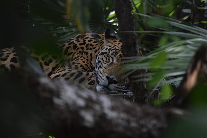 leopard laying beside plant