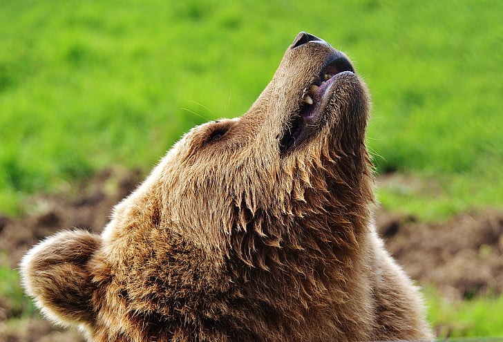 shallow focus photography of grizzly bear