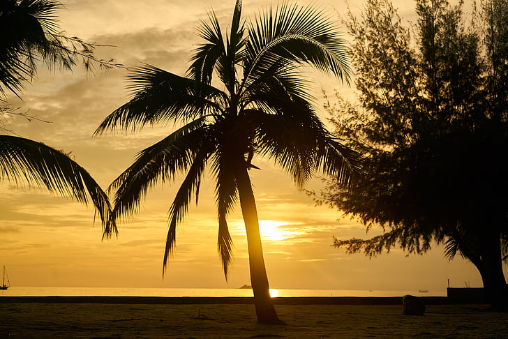 silhouette of coconut tree near body of water during sunset