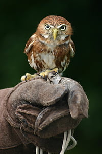 owl perched on leather gloves photography