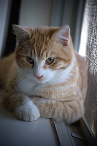 orange tabby cat sitting on white surface
