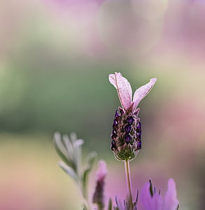 pink lavender flower in bloom close up photo
