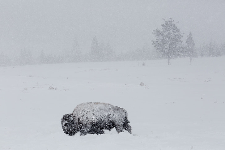 black bison on snow