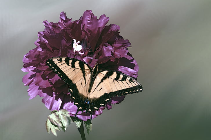 Asian tiger swallowtail butterfly perching on flower