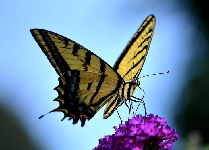 Eastern tiger swallowtail butterfly on purple petaled flowers