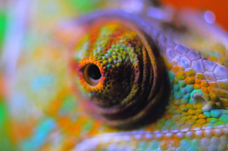 macro photography of chameleon