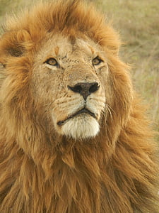 male lion on savannah