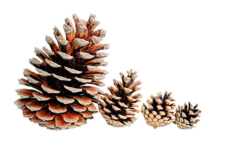 lined of four pine cones