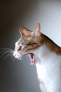 gray and white tabby cat yawning