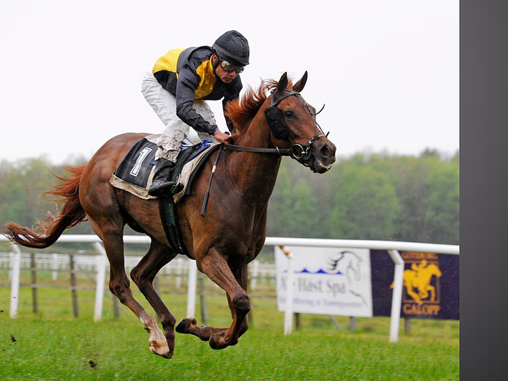 Royalty-Free photo: Jockey riding brown horse - PickPik
