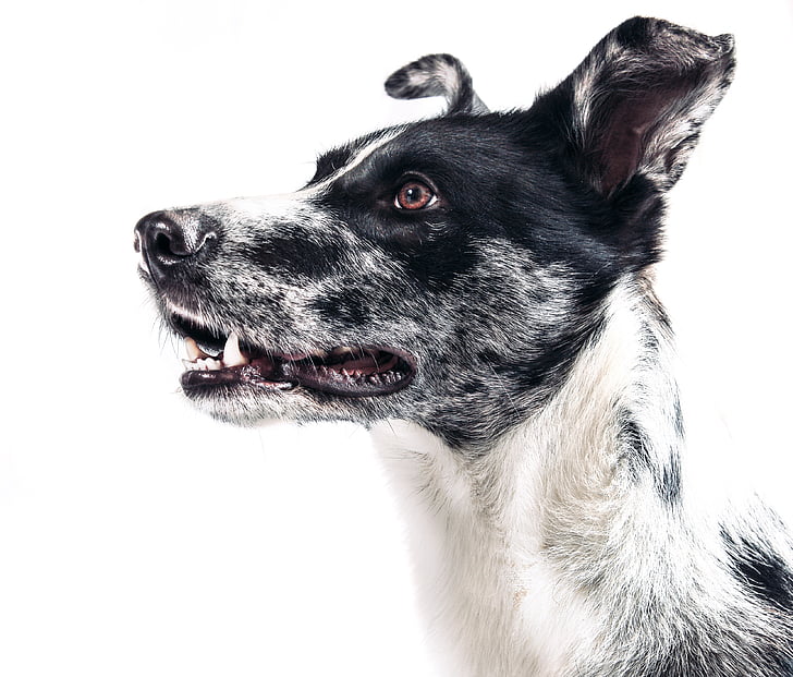 closeup photography of black and white dog