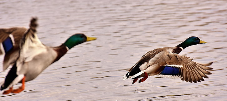 two flying white-black-and-green mallard ducks