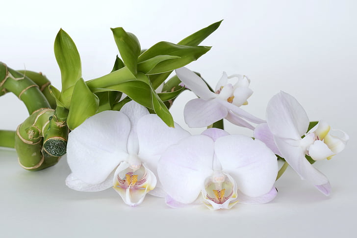 closeup photo of white moth orchid