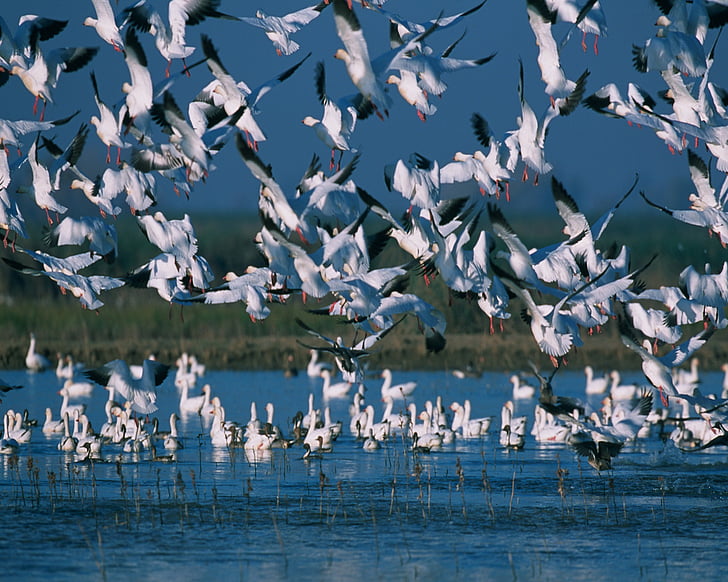 flock of white birds on body of water