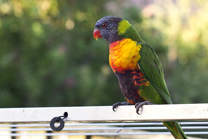 red, yellow, and green pet bird