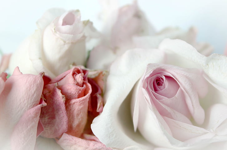 white and pink rose flowers