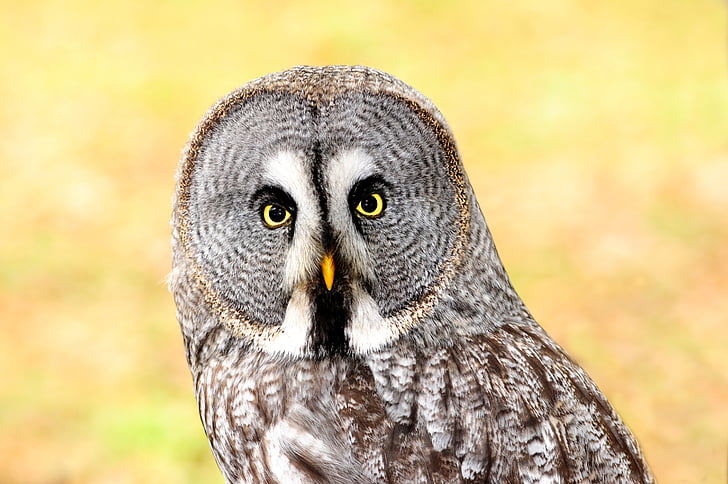 photography of great-grey owl