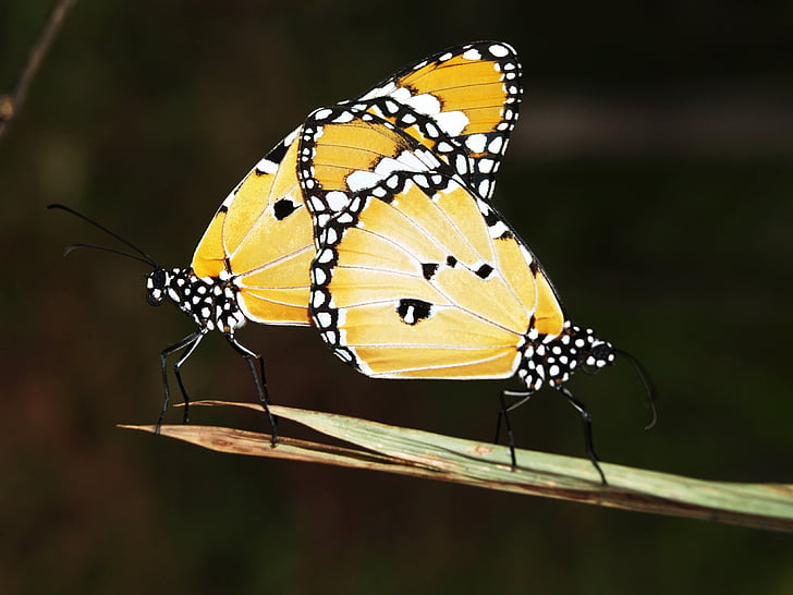 closeup photo of yellow-and-white spotted butterflies mating