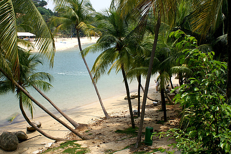 aerial view of coconut trees near seashore