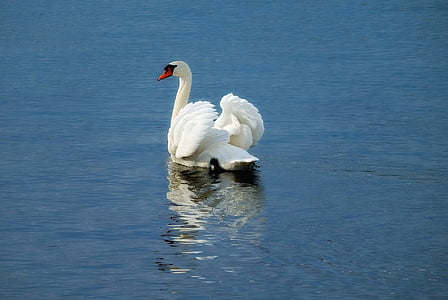 photo of white swan on body of water