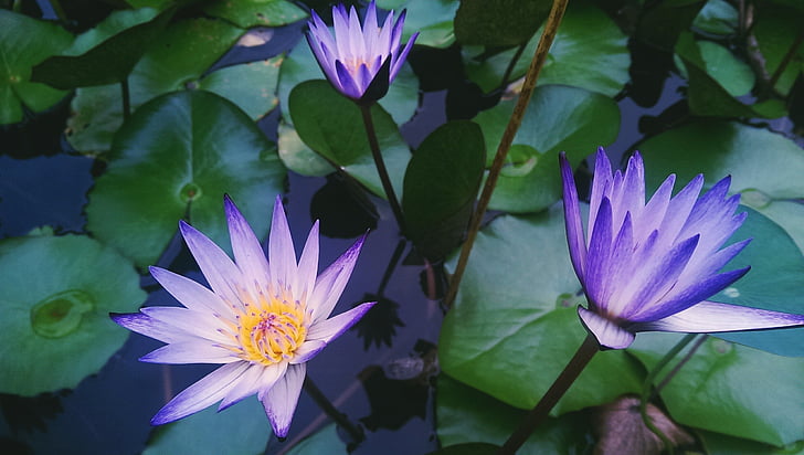 three purple flowers in pond