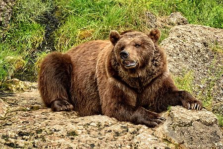 brown bear photo