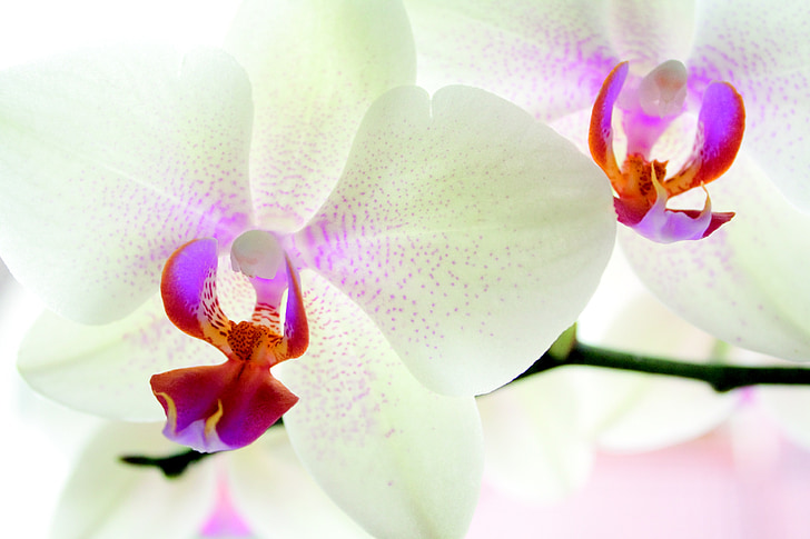 white orchid flowers in macro shot
