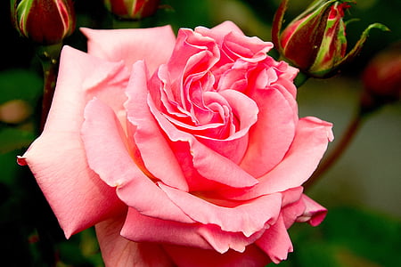close-up photo of pink Rose flower