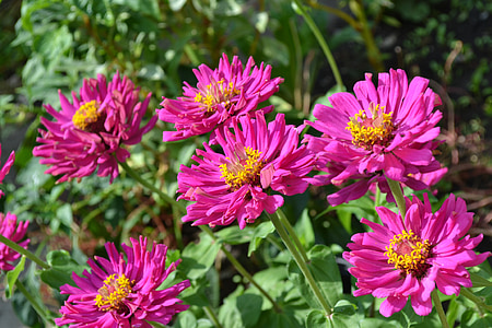 pink Gerbera flowers