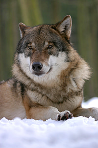 adult sable wolf laying down on snow
