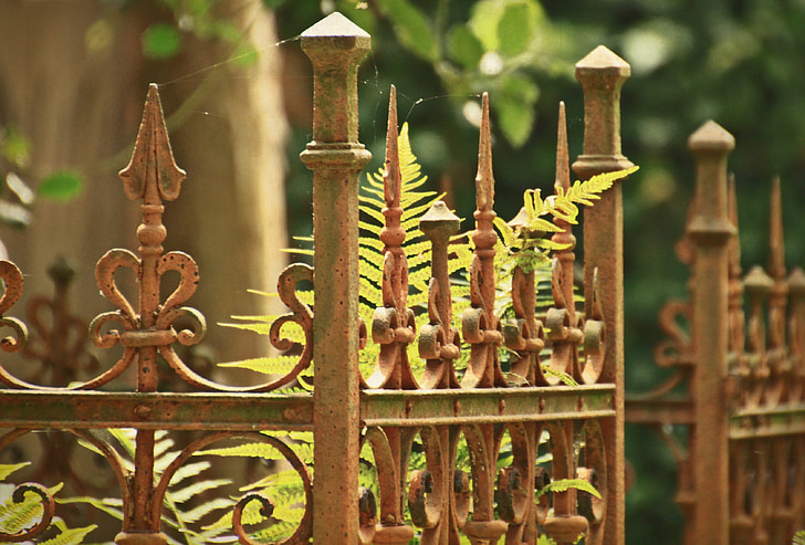 green ferns behind brown metal fence