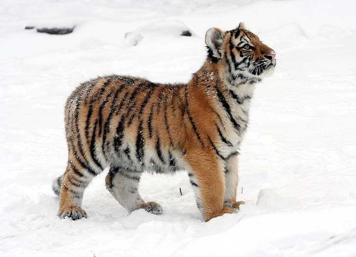 brown and white tiger standing on snow covered ground during daytime