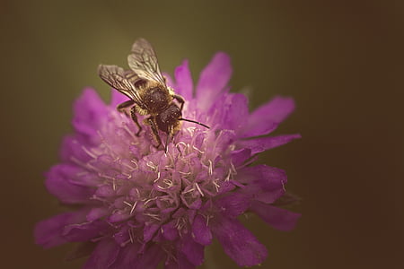 honeybee on purple pincushion flower